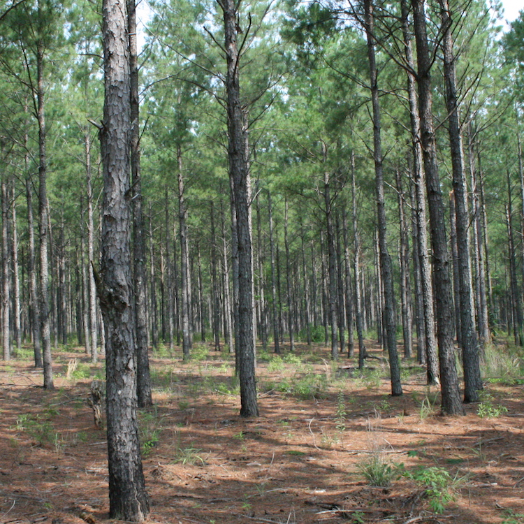 Deal appoints three to Georgia Forestry Commission