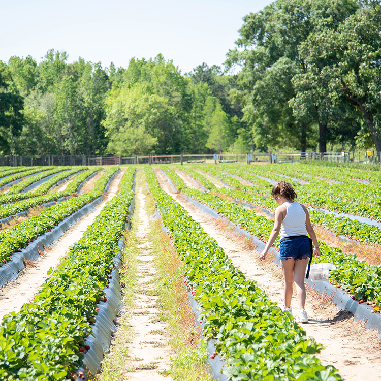A spring guide to discovering Georgia Agriculture
