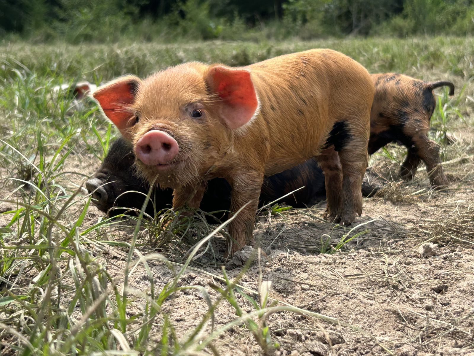 April Cunard, Peach County