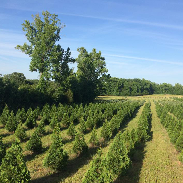 Berry's Christmas Tree Farm