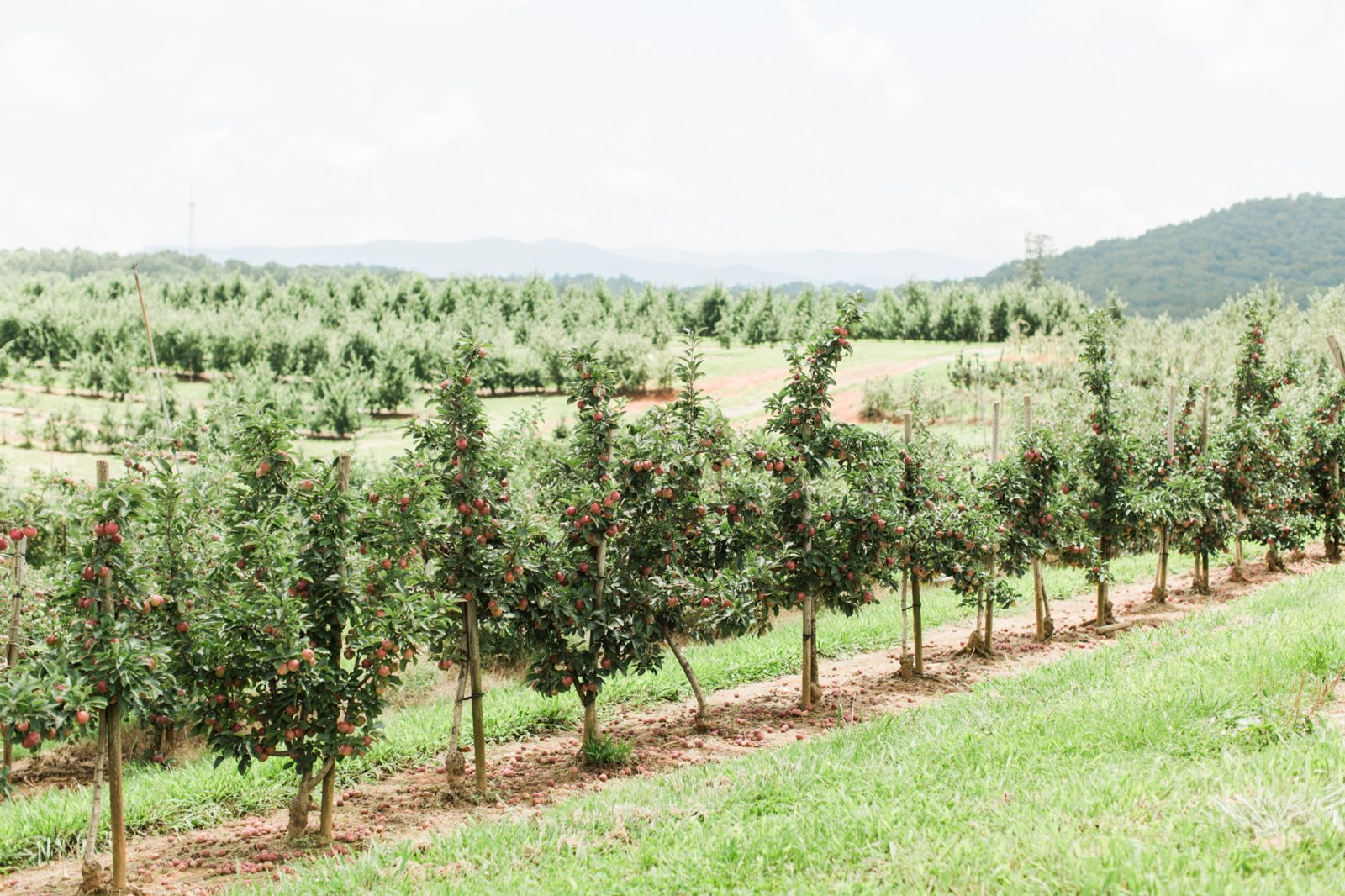 Apple orchard