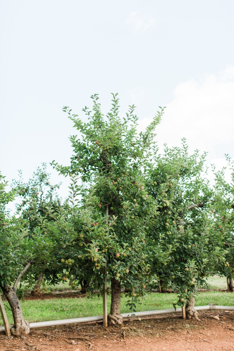 Apple trees