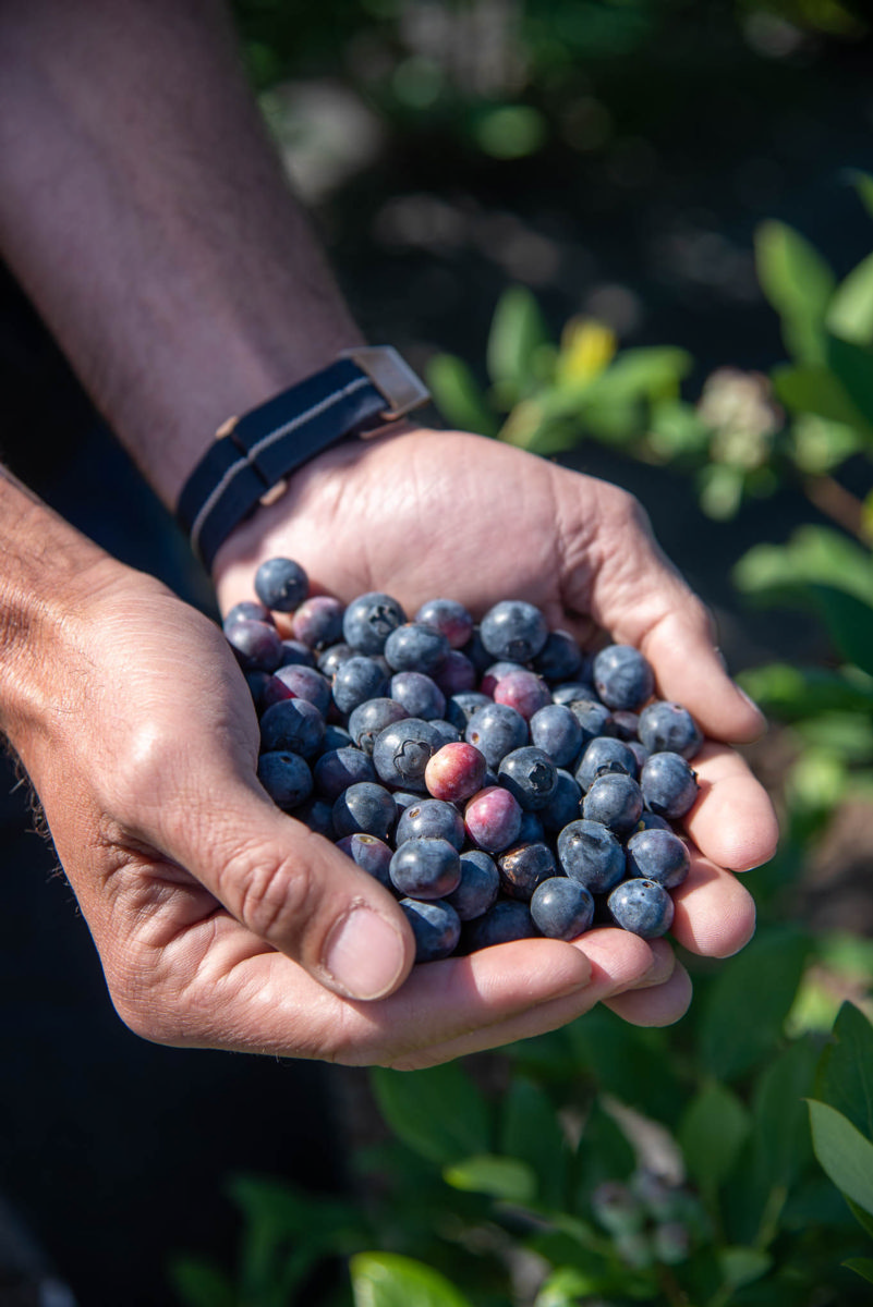 Former Atlanta Brave Jeff Francoeur and his family’s successful berry farm