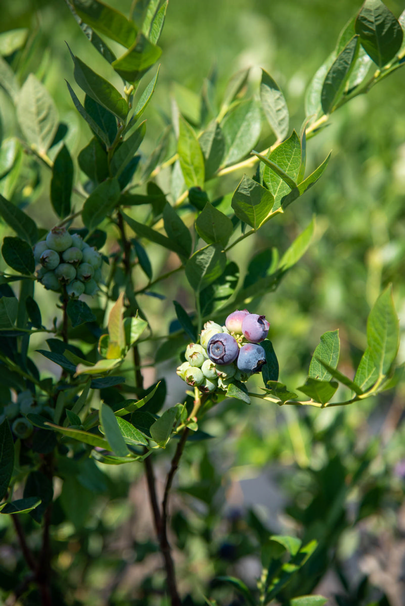 Former Atlanta Brave Jeff Francoeur and his family’s successful berry farm