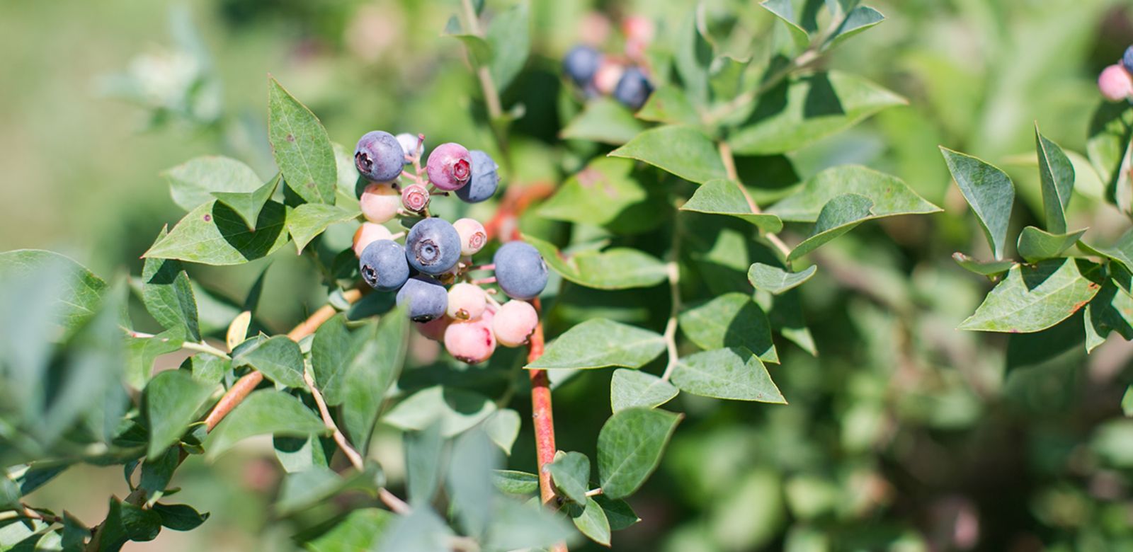 Blueberries