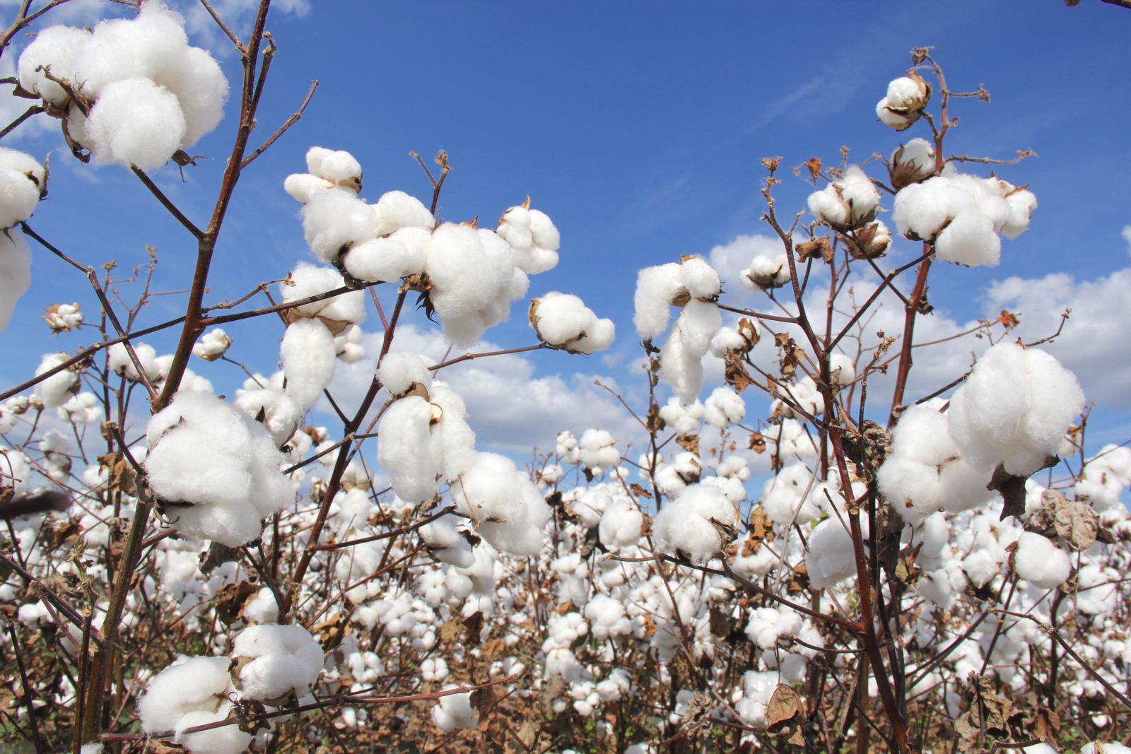 State cotton farmers gather for boll weevil meeting