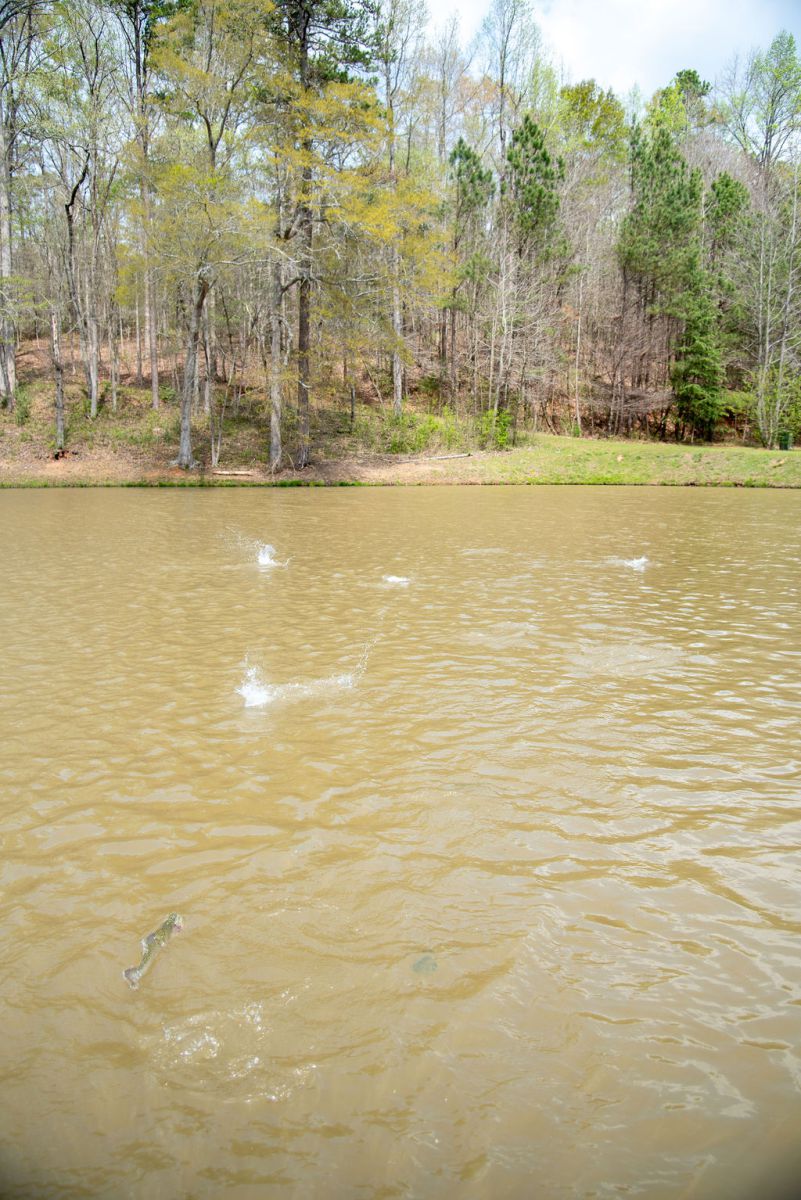 lake on Braybear