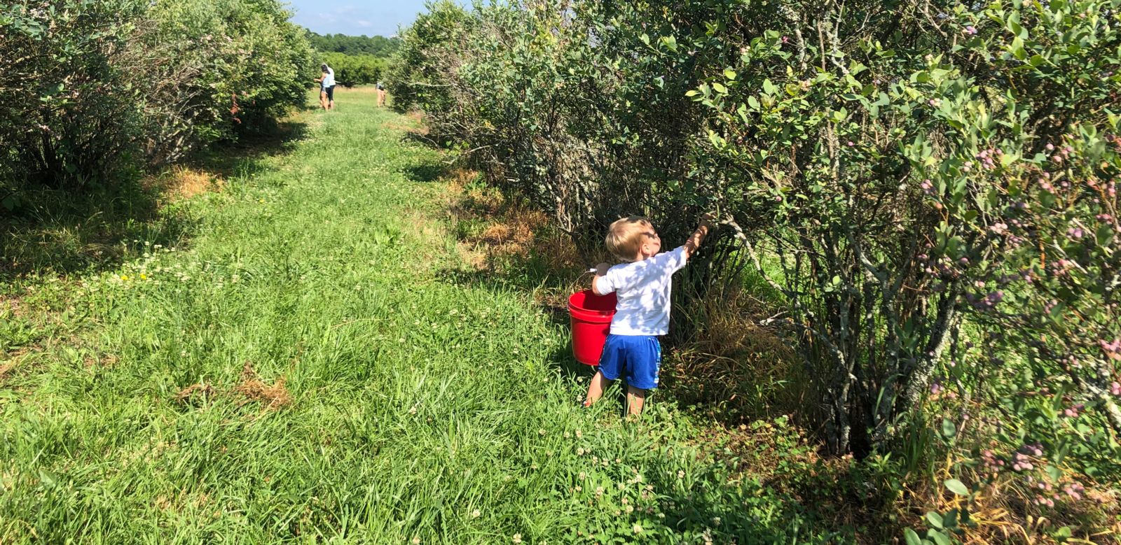 Picking Blueberries