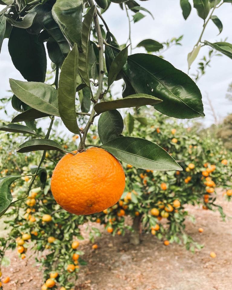 Georgia Grown Citrus @ JoNina Farm 