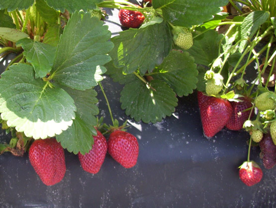 Prescott's Strawberries