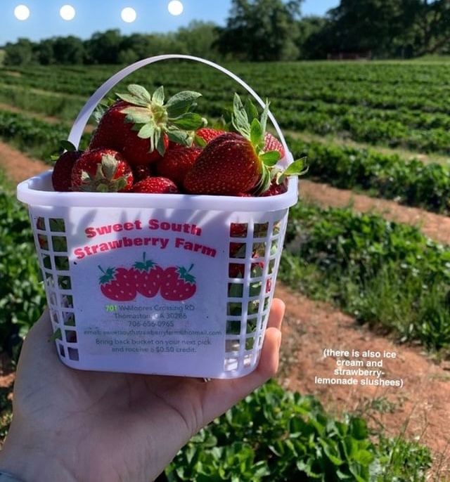 Sweet South Strawberry Farm